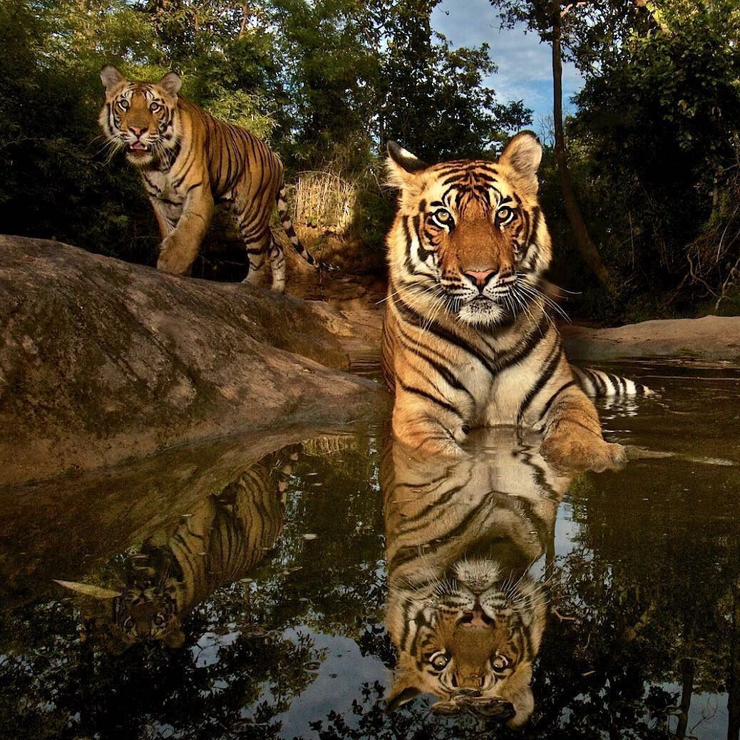 Wallpaper #uh25LJMBlOZrFDOkessc223 Natgeo at Stevewinterphoto at Natgeo There Are Only 3200 Tigers Left in