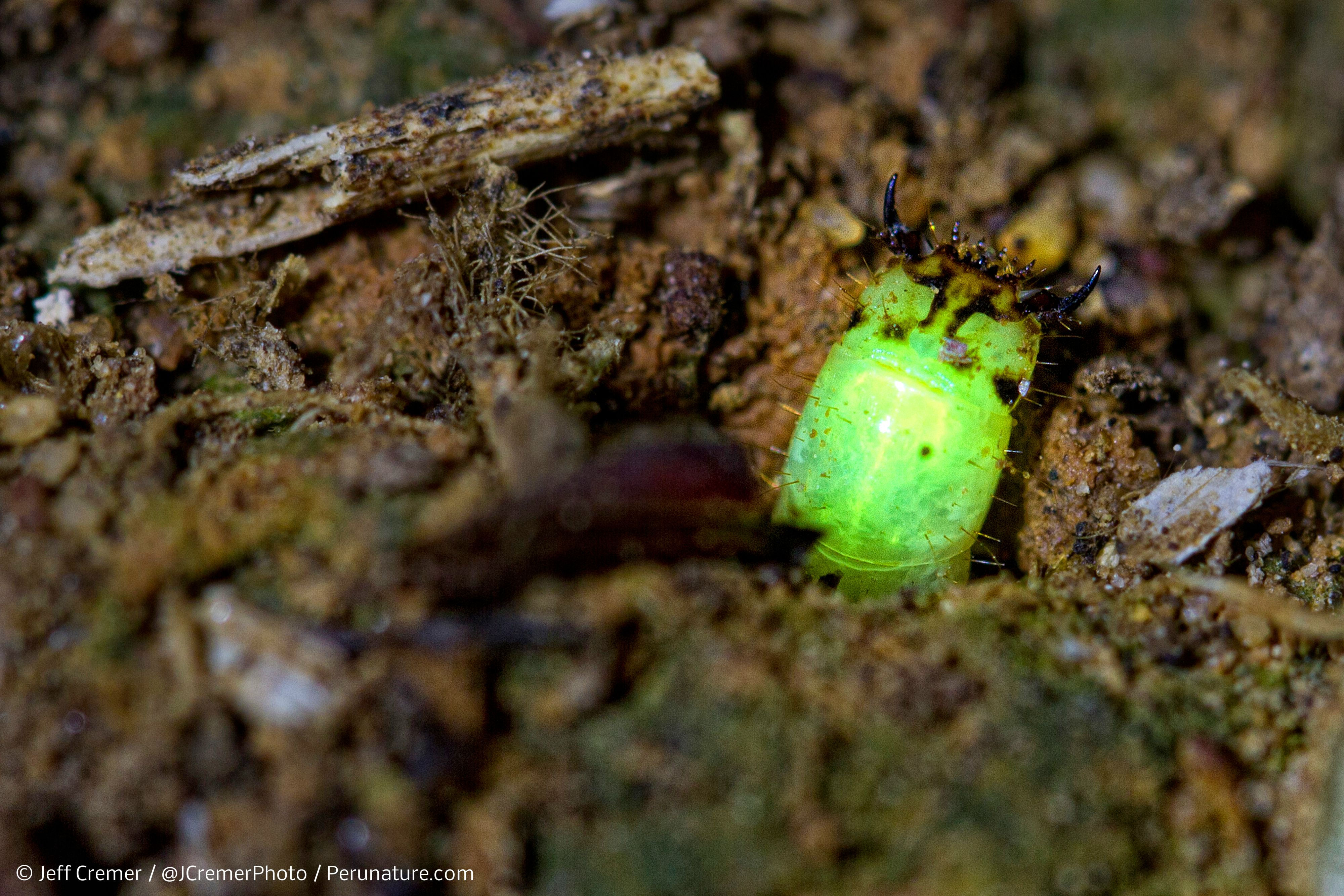 Wallpaper #9mdFCpMBSpphPi3-NNO0391 Bioluminescent Bugs Predatory Glow Worms Discovered in Rainforest