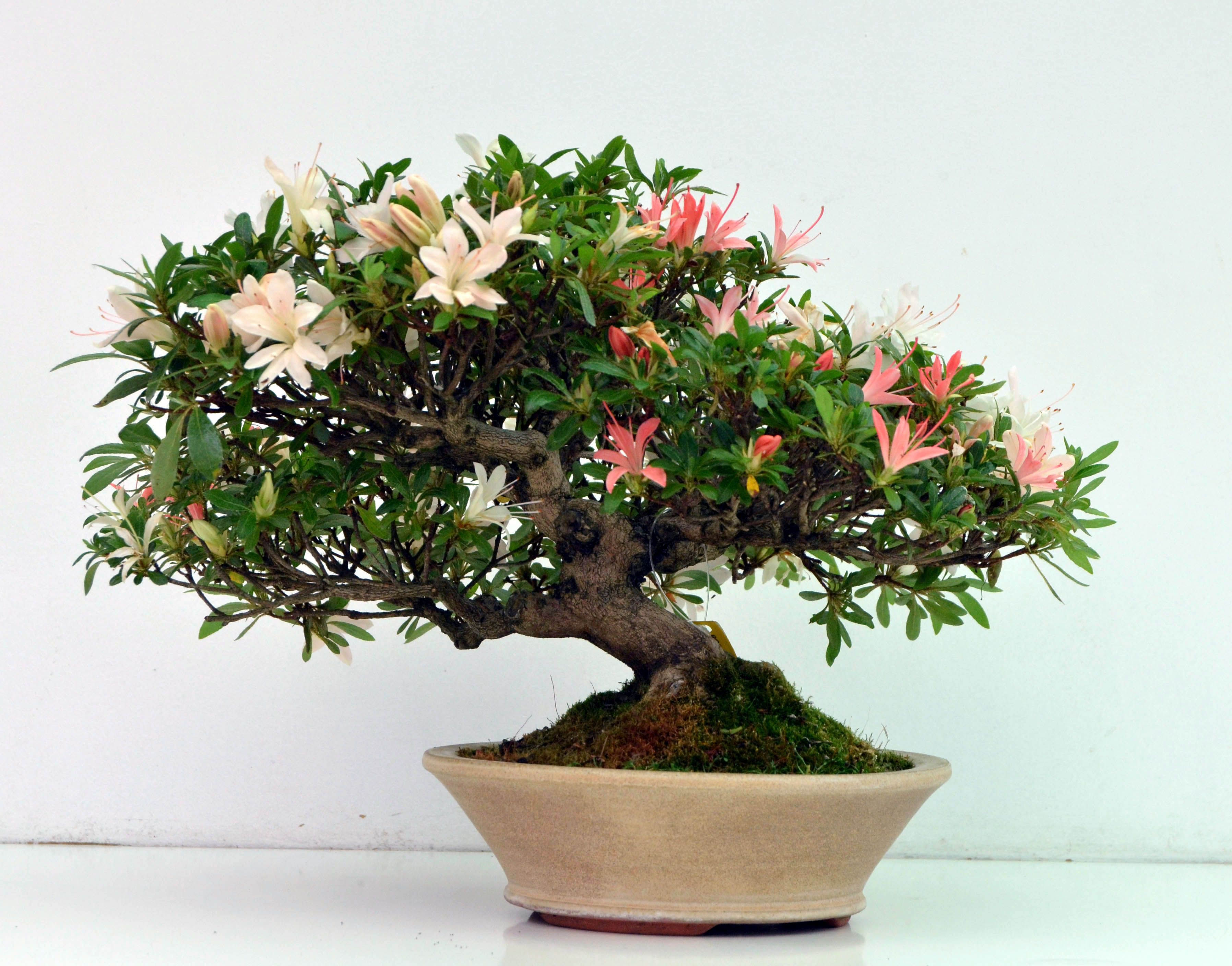 Wallpaper #d8e0c Satsuki Azalea Bonsai Trees Buy Online Greenwood Bonsai Studio