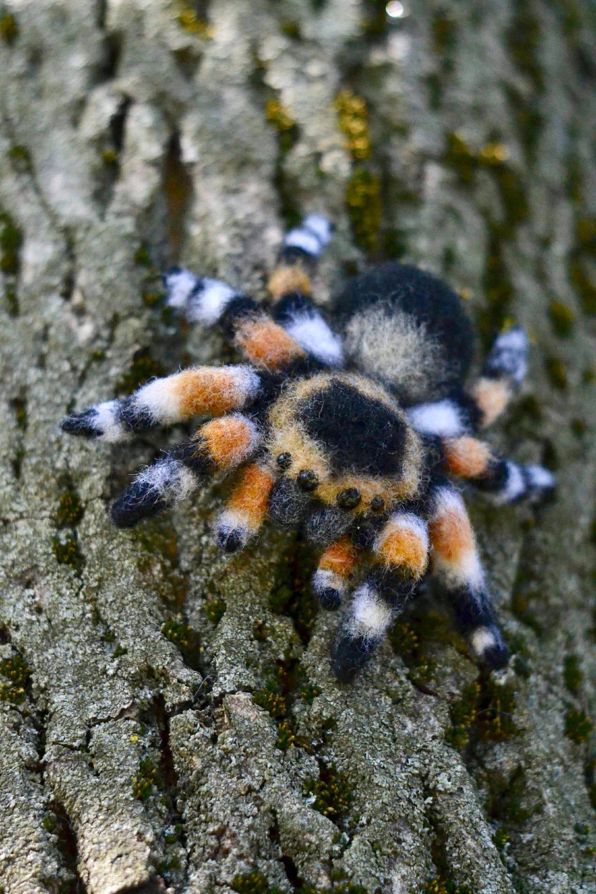 Wallpaper #CfQhOpMBKFX8bn3r83gp465 Tarantula Made to Order Jumping Spider Toy Needle Felted Etsy