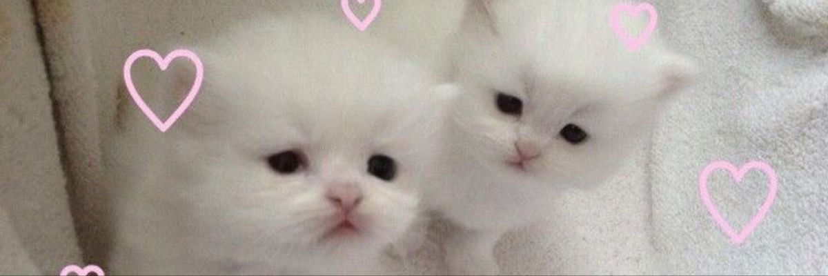 Wallpaper #ipwW45IBZHQxiYarrMMB320 Pin by on Kotik in 2024 Twitter Header Pink Cute Headers for