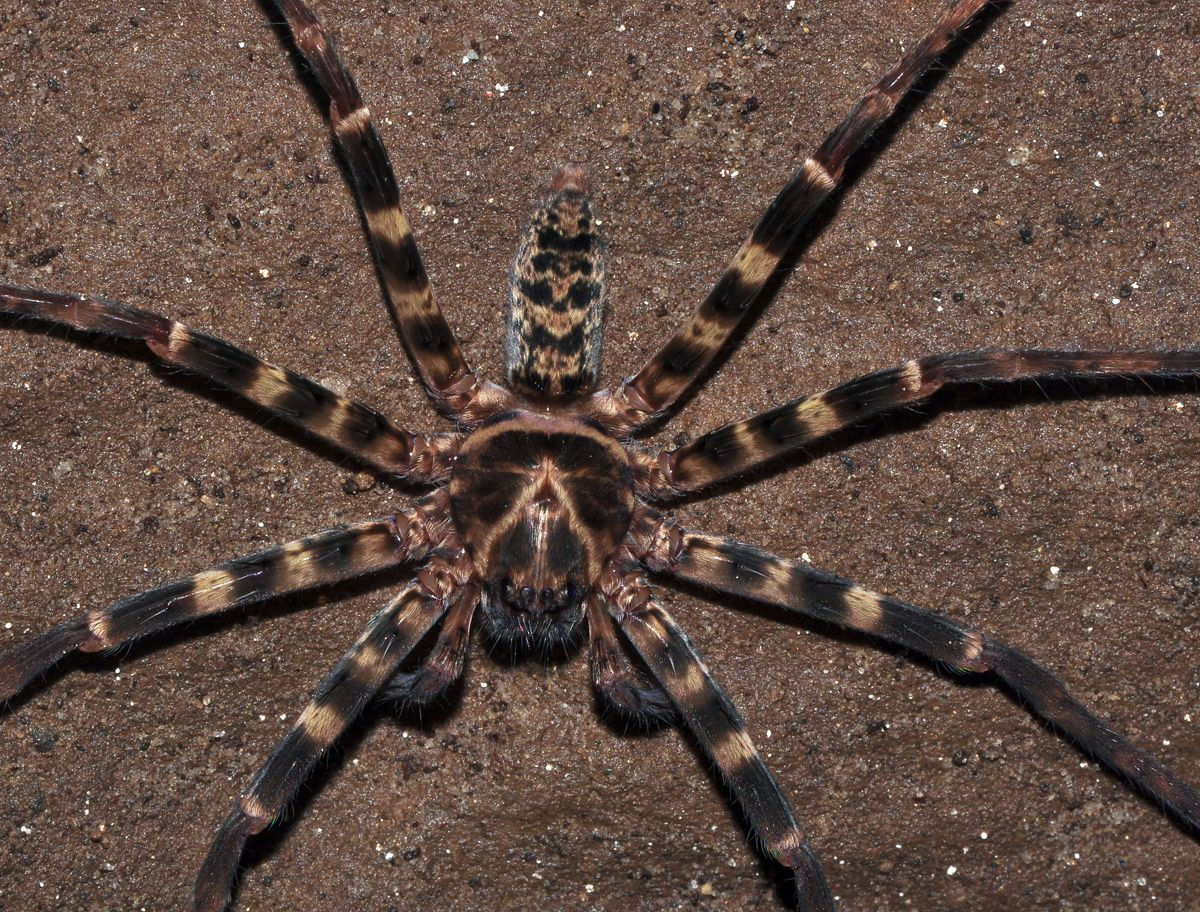 Wallpaper #ce6bd Giant Spider on the Ceiling of an Abandoned Psychiatric Hospital R