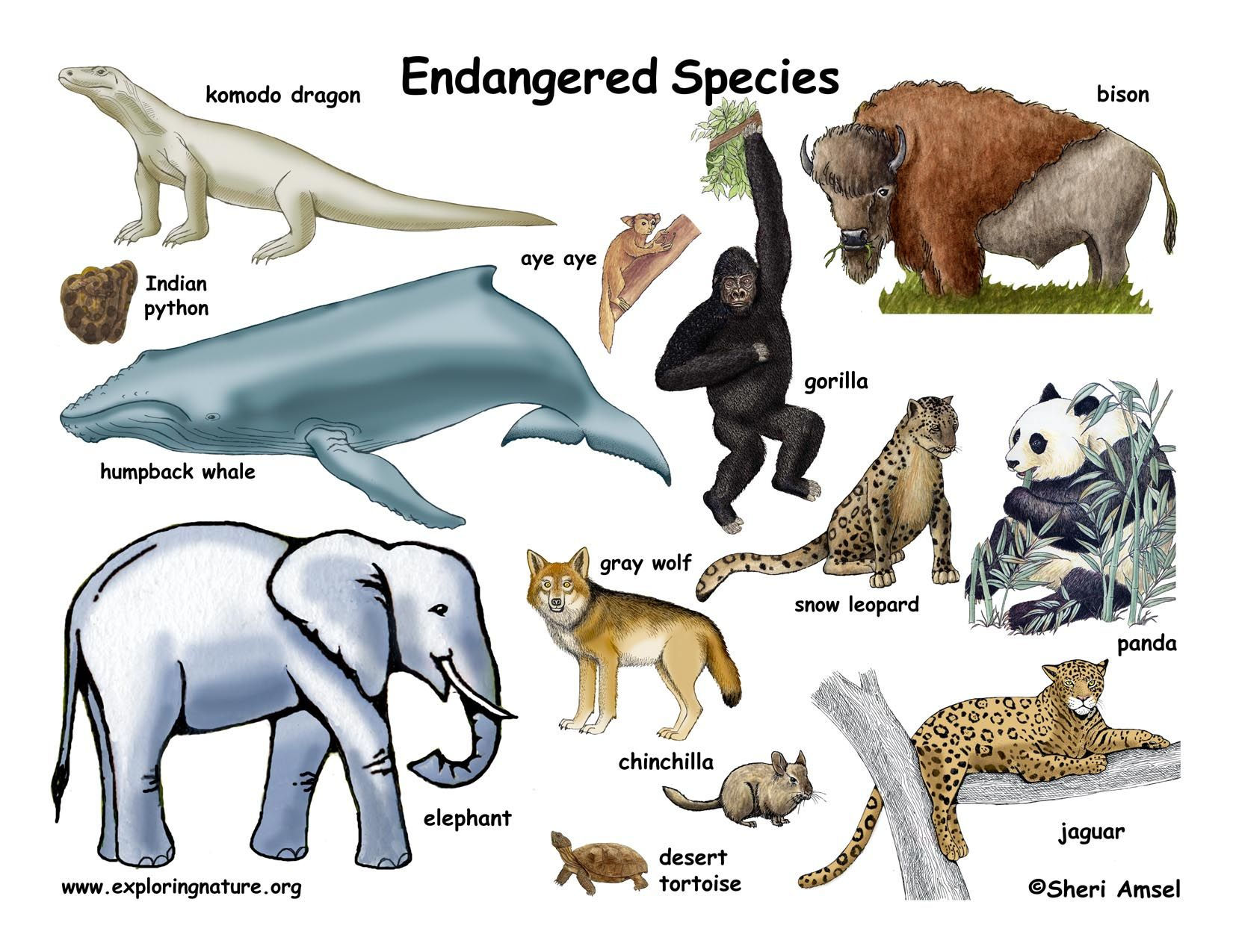Wallpaper #dx2vLJMBlOZrFDOkYst5221 An Image of Animals That Are Labeled in the Words Endangered Species