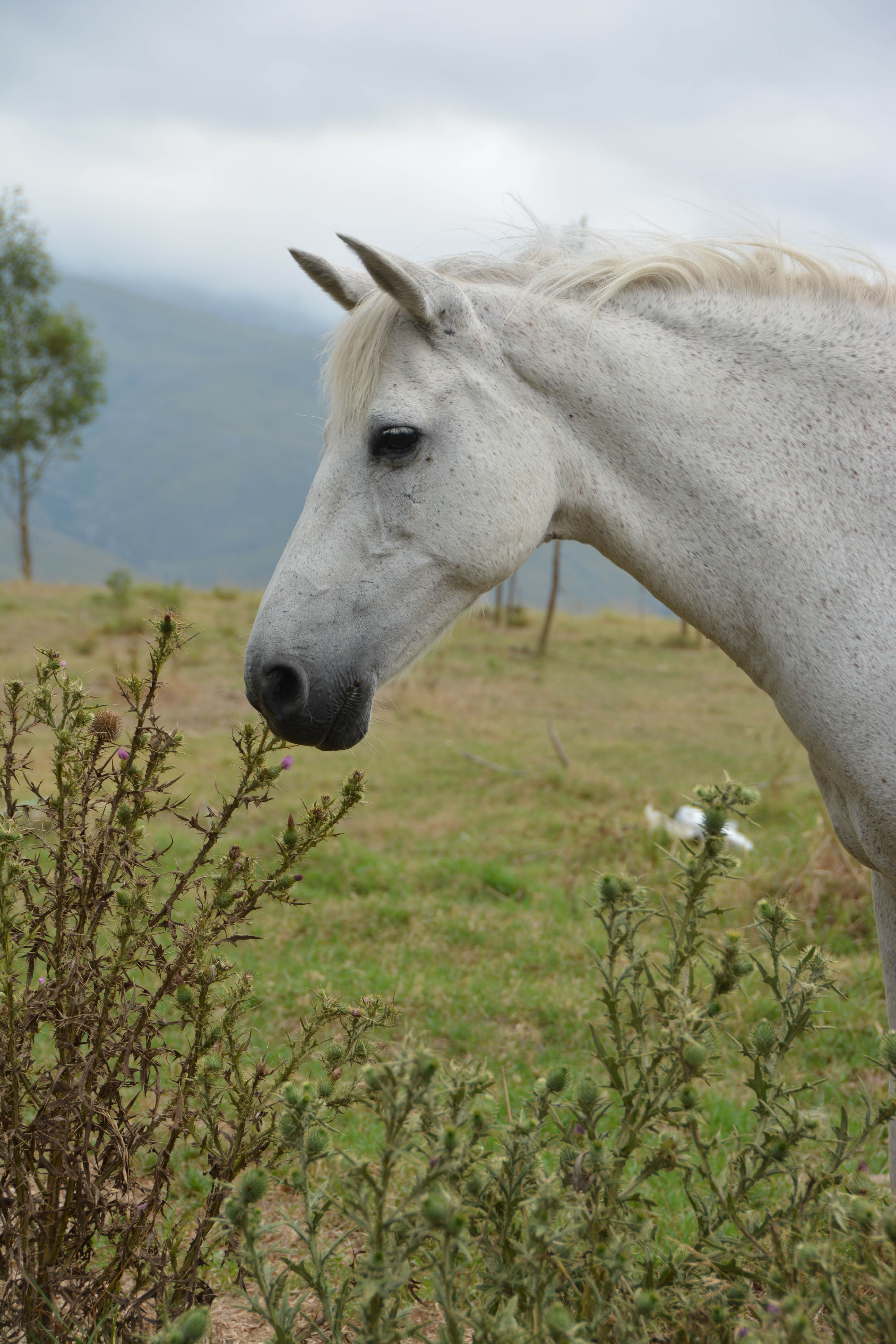 Wallpaper #8h2ULJMBlOZrFDOkIMqE181 Beautiful White Horse Side View Horses Cute Horses Horse Pictures