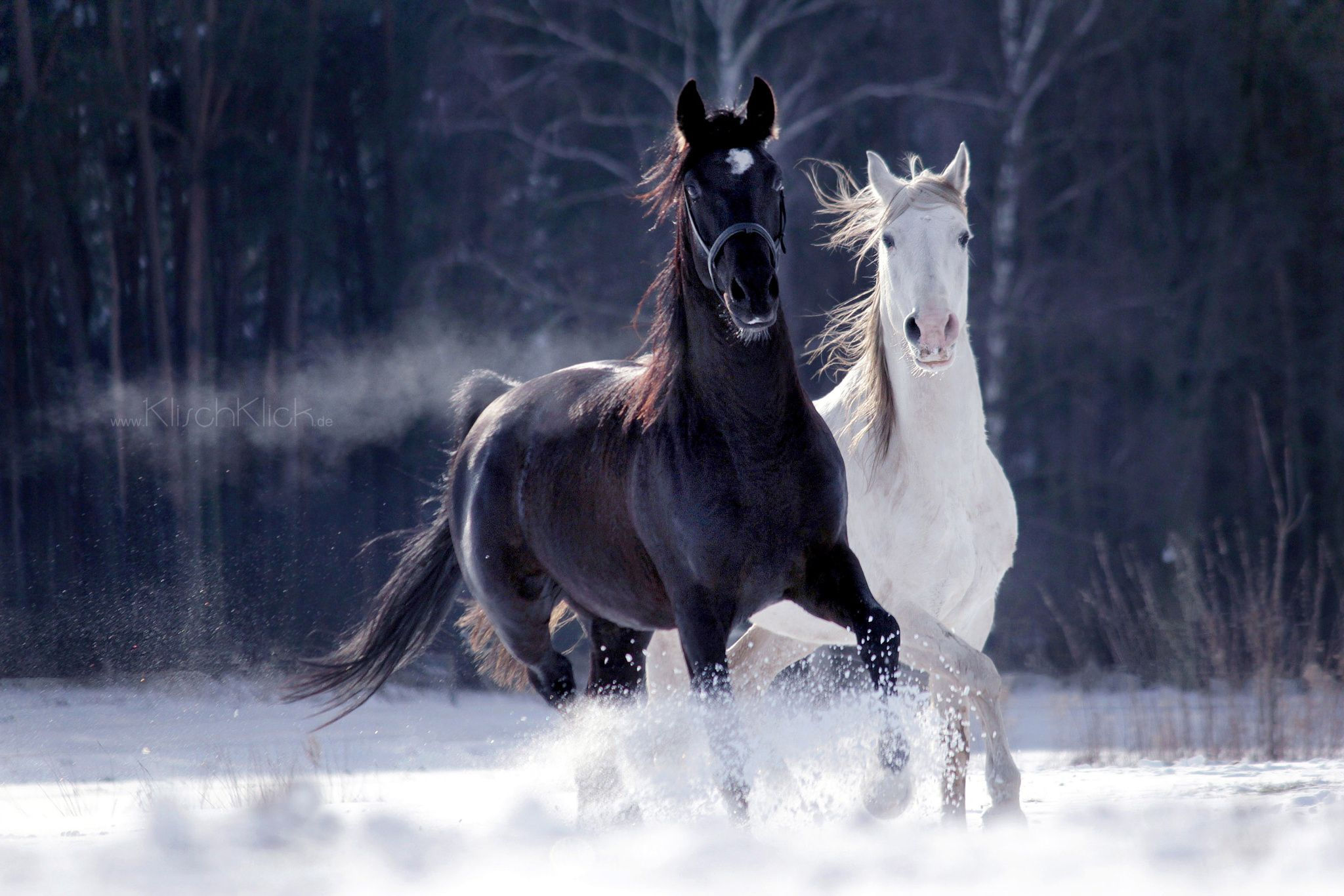 Wallpaper #CR2YLJMBlOZrFDOk0ssm114 Snow Horses in 2020 Horses Animals Most Beautiful Horses