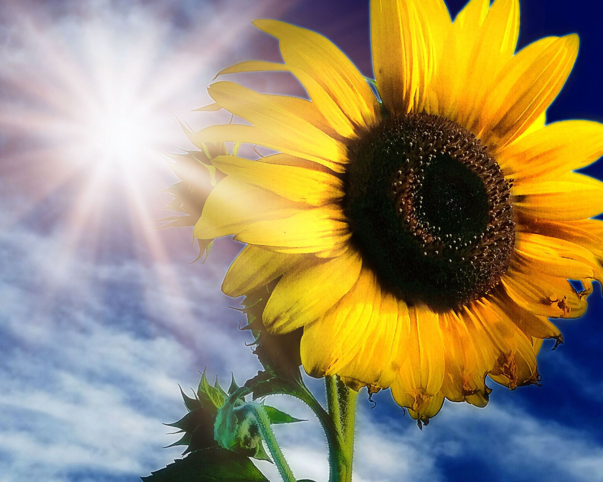 Wallpaper #W2g2IpMBSpphPi3-mTKk145 Shine Bright Canvas Print in 2021 Fuji Photo Sunflower and Butterfly
