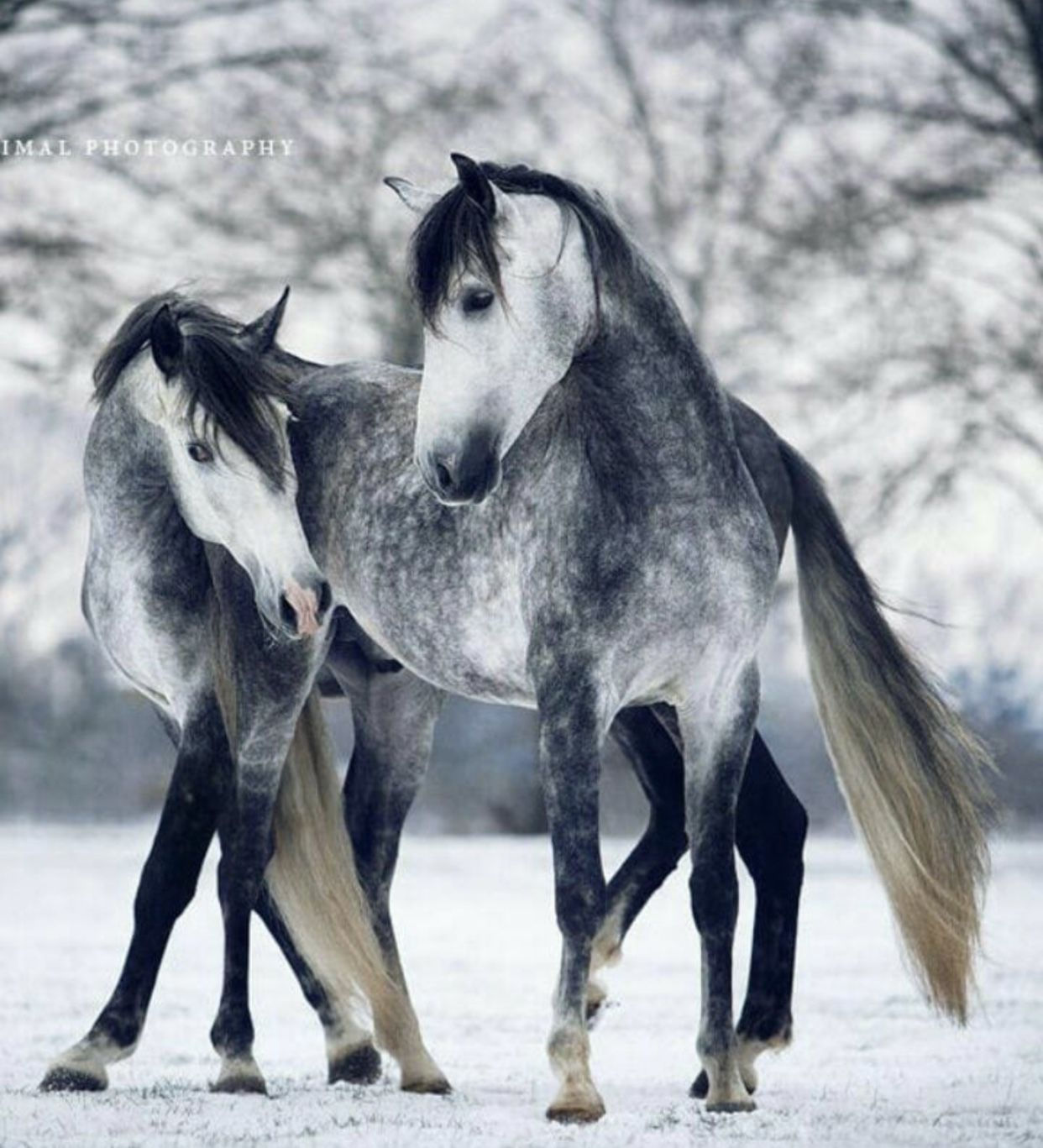 Wallpaper #8h2ULJMBlOZrFDOkIMqE286 Cute Animals Most Beautiful White Horse in Snow