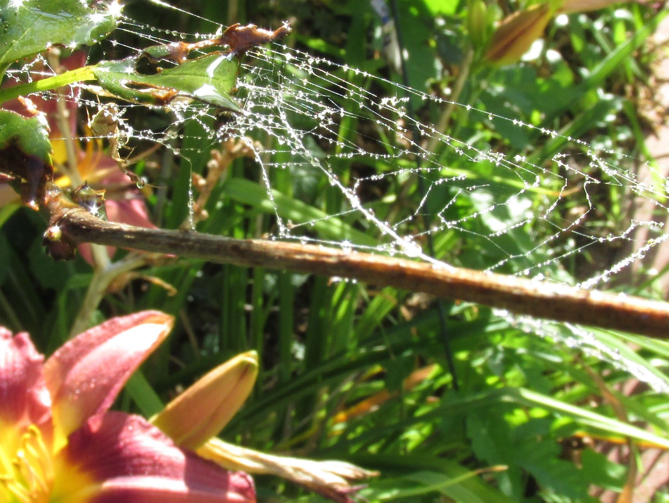 Wallpaper #GvSnOZMBKFX8bn3rXXez187 Theresa Ezernack Tezernack Spider Web Plants Self Development