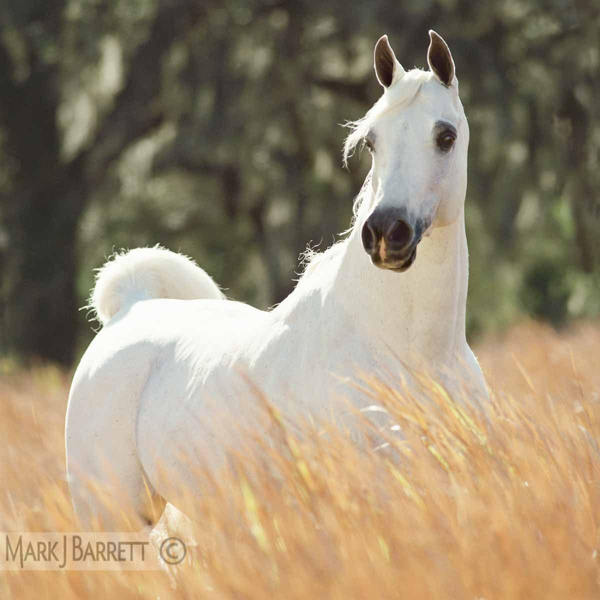 Wallpaper #8h2ULJMBlOZrFDOkIMqE150 Horses Stock Photography and Equine Images by Mark J Barrett Horses