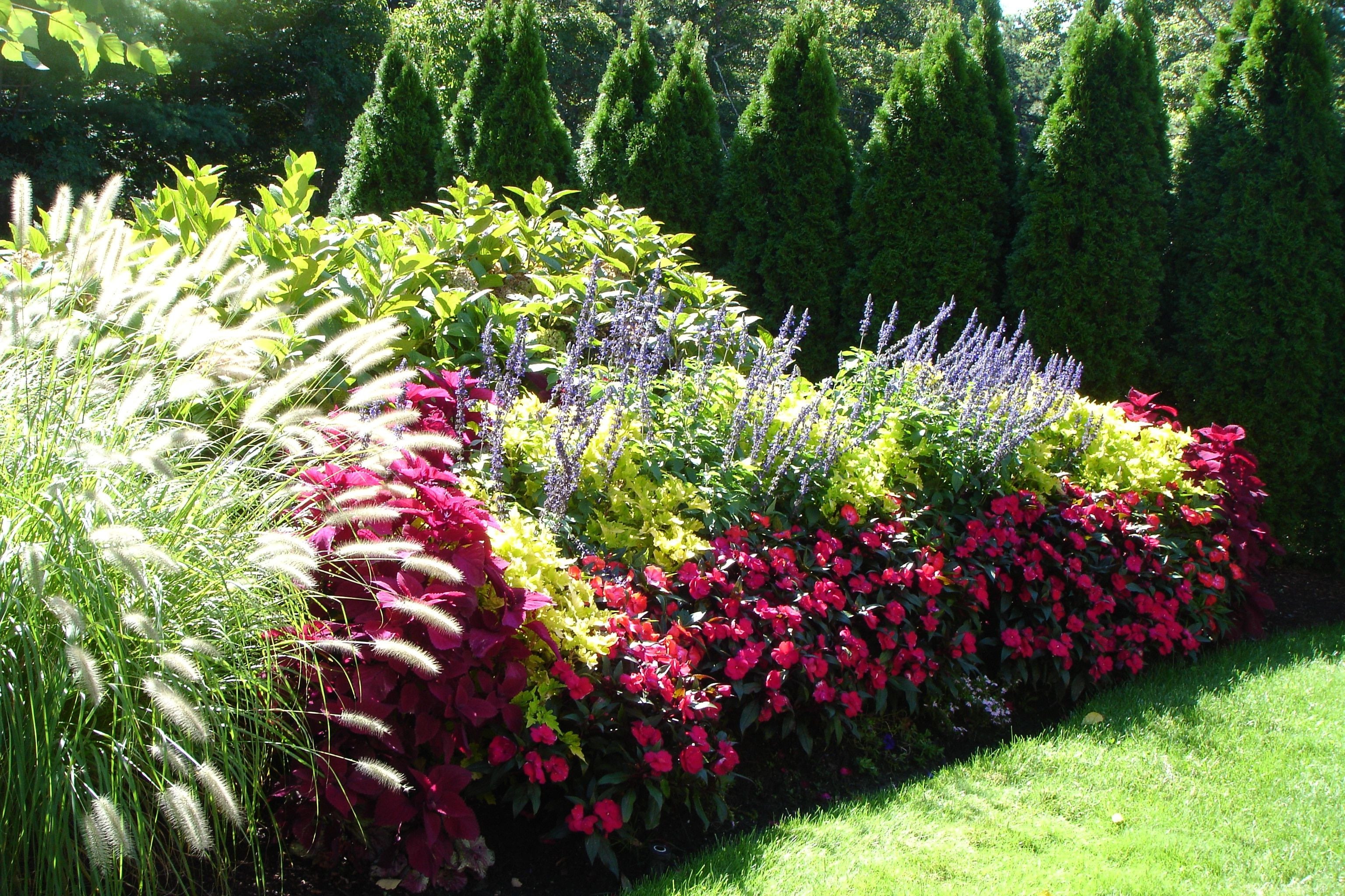 Wallpaper #A26DC Low Flowering Shrubs for Shade Fanny Healthy Life