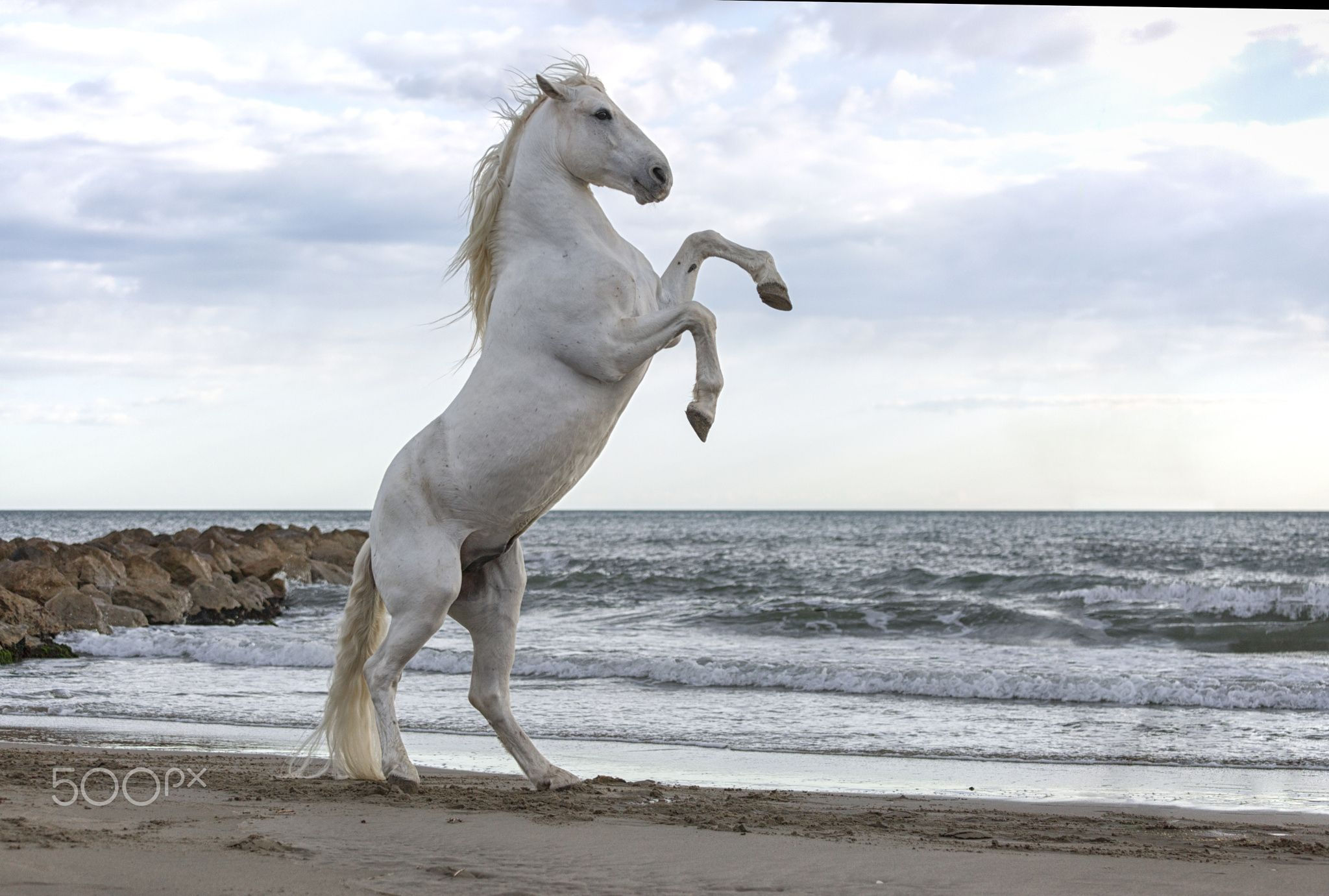 Wallpaper #8h2ULJMBlOZrFDOkIMqE84 Rearing Up White Horse Rearing Up on the Beach Camargue France