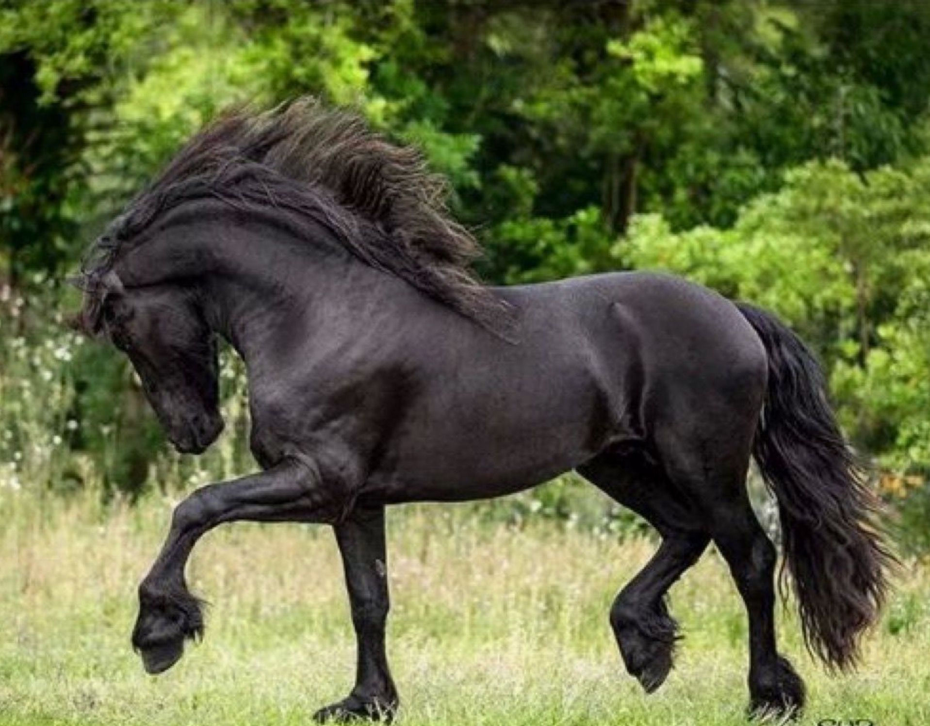 Wallpaper #Q31n8I4Bnwiau_P6UwYf35 Beautiful Friesian Horse Friesian Horse Horses Horse Breeds