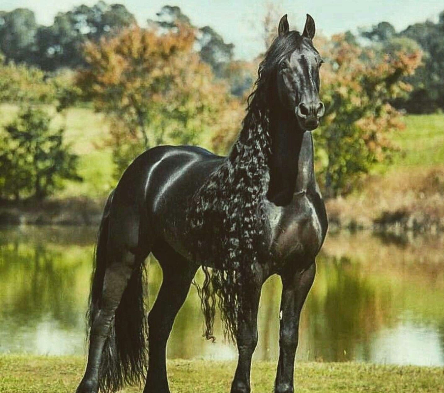 Wallpaper #CR2YLJMBlOZrFDOk0ssm99 Dark Horse