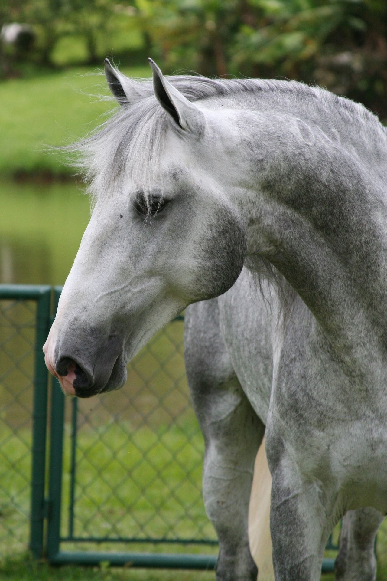 Wallpaper #ovBcgJcBi4JM6agGYCEx54 Grey Horse Face