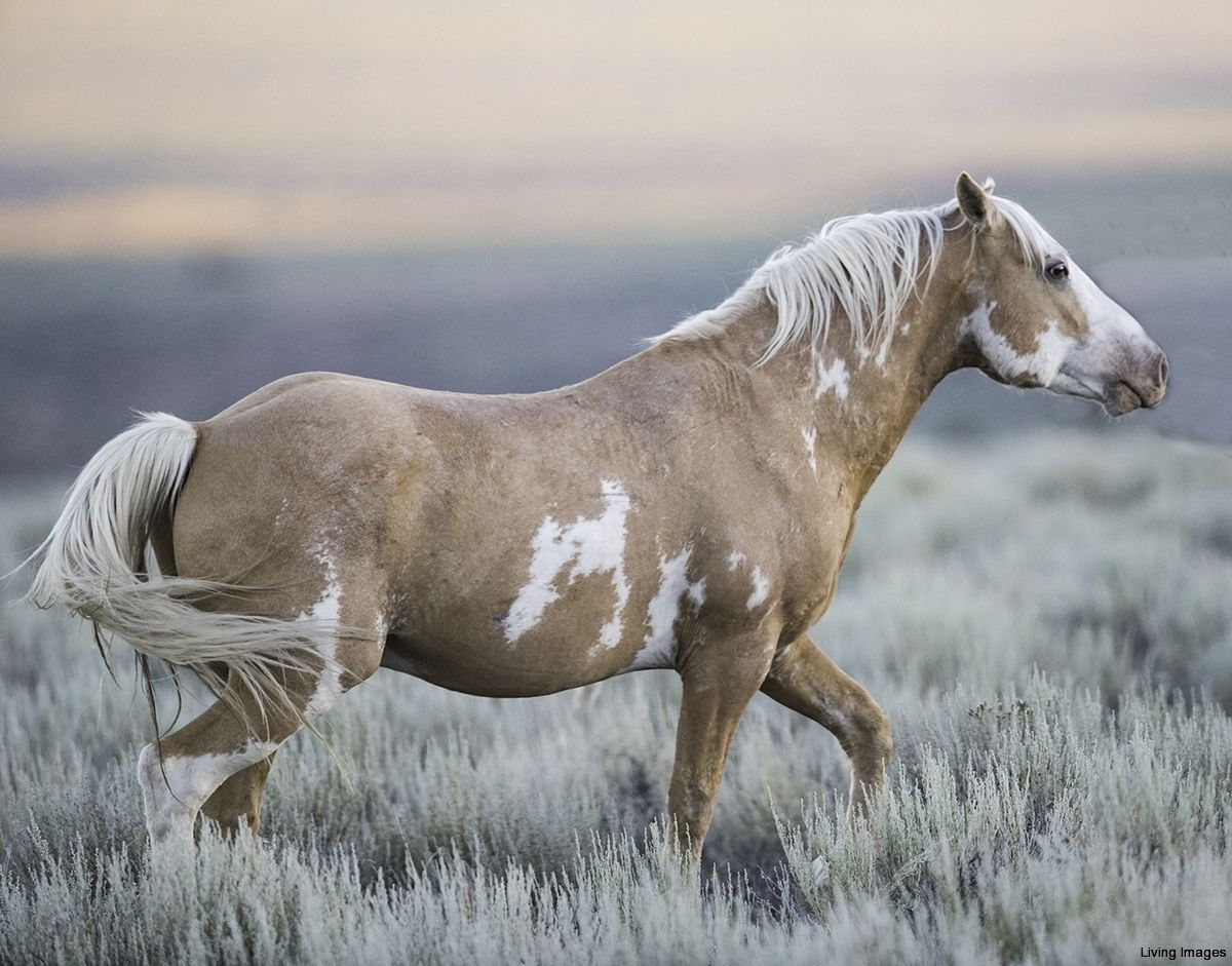 Wallpaper #fEW2j44B7YBJg1BV7p308 17 Pictures of Wild Mustang Horses Info Thebasicsofhorsestalldesign