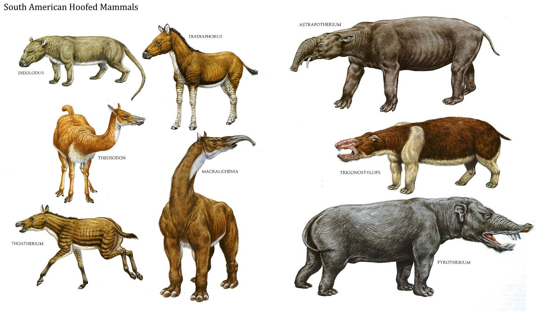 Wallpaper #Yh2rLJMBlOZrFDOkw8sX297 Largest Extinct Animals in the World