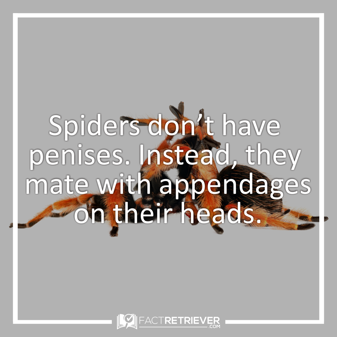 Wallpaper #dmevDpMBSpphPi3-H-tz97 85 Interesting Facts About Spiders Factretriever Com Artofit