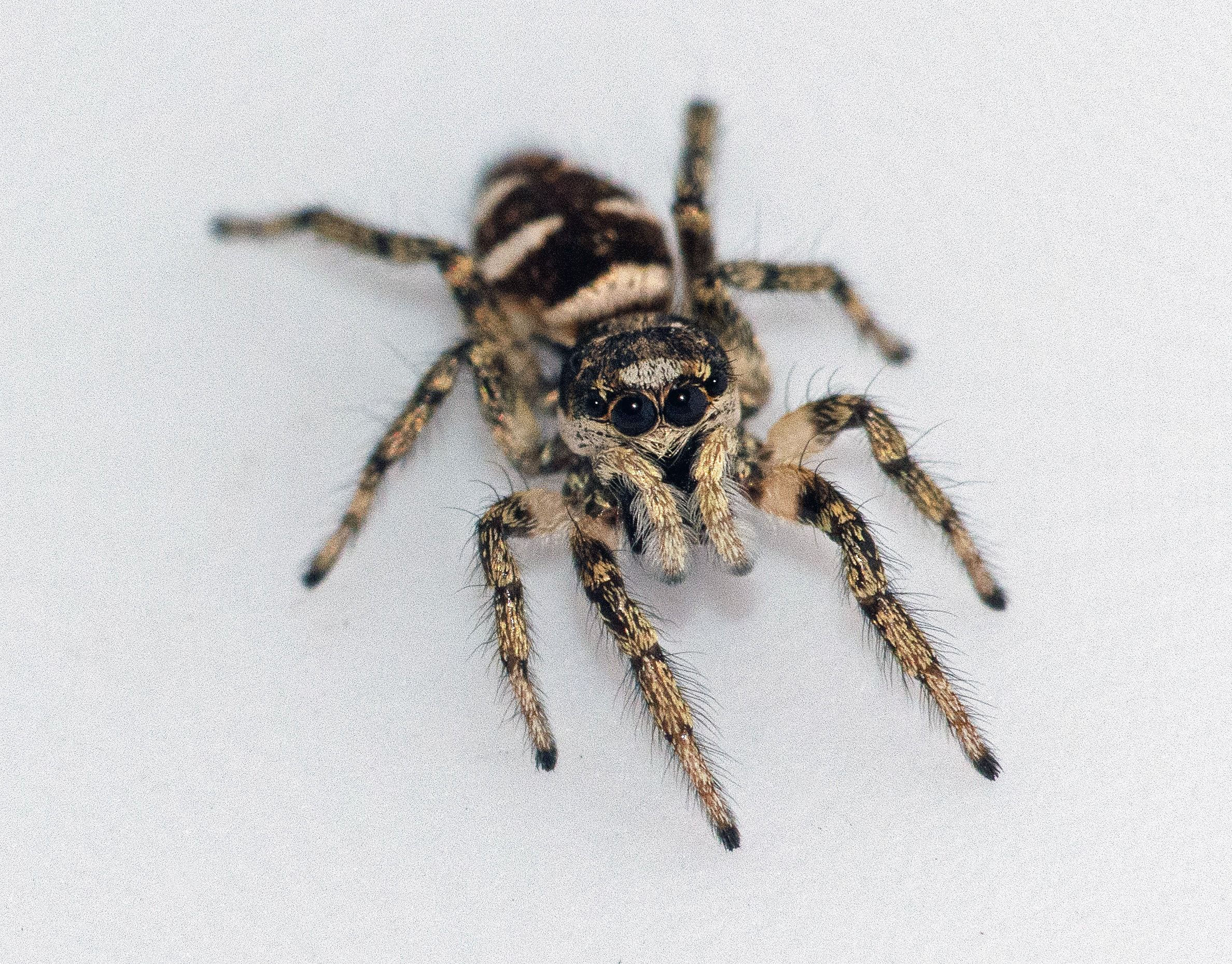 Wallpaper #wmfS65IBSpphPi3-9k4K225 Salticus Scenicus Jumping Spider Spider Spider Pictures