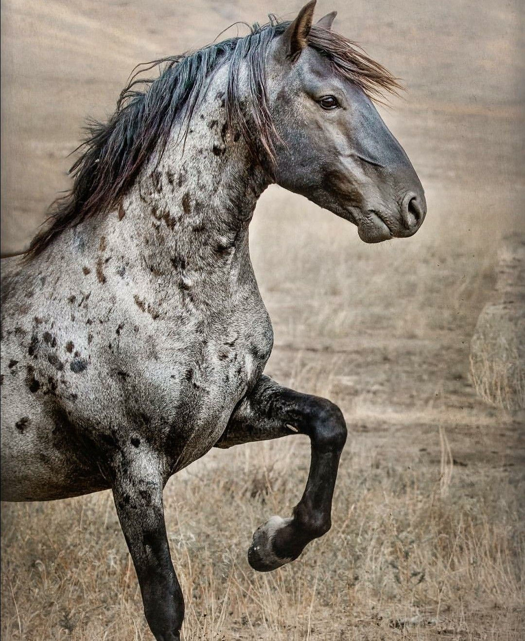Wallpaper #-XMxhI4BFI5NbQks2hxF0 Wild Free a Very Bold Looking Gray Appaloosa Mustang Not Quite
