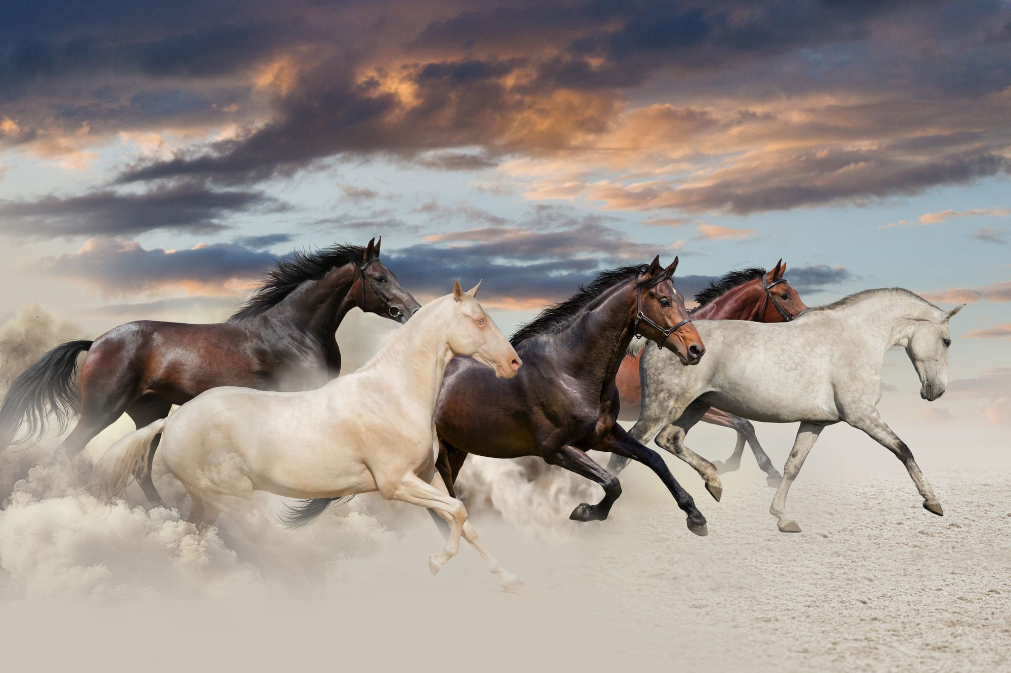 Wallpaper #-x2ULJMBlOZrFDOkz8qk191 Horses Run in Desert by Svetlana Golubenko on 500px Wild Horses