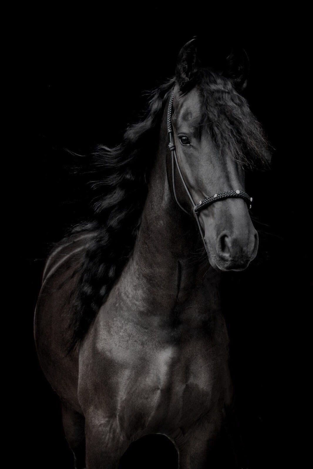 Wallpaper #CR2YLJMBlOZrFDOk0ssm3 Black Photography Friesian Horse Black Beautiful Horse Most