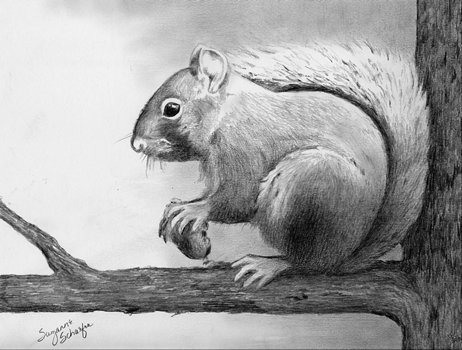 Wallpaper #j31O8o4Bnwiau_P60QvL43 Pencil Drawings Pencil Drawings of Animals Pencil Sketches of