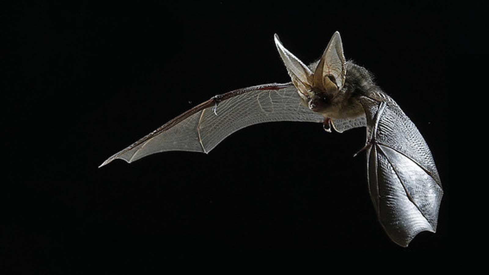 Wallpaper #dfTIOpMBKFX8bn3roXlL29 Pin by Mai Raabus on Inky Bat Animal Bat Photos Bat Species