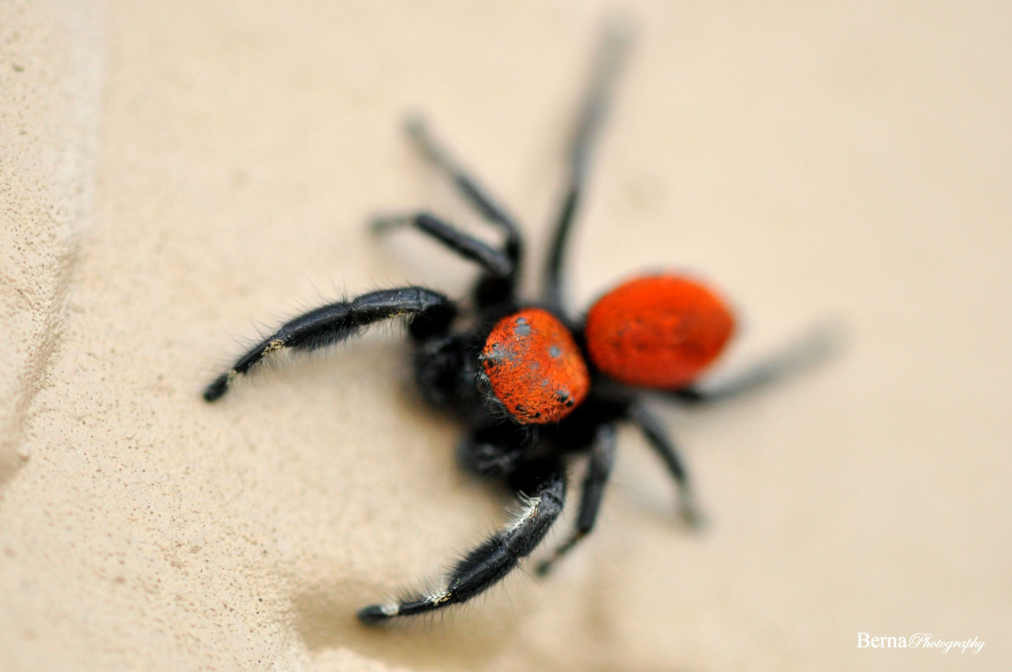 Wallpaper #wmfS65IBSpphPi3-9k4K230 Male Red Jumping Spider Jumping Spider Spider Arachnids