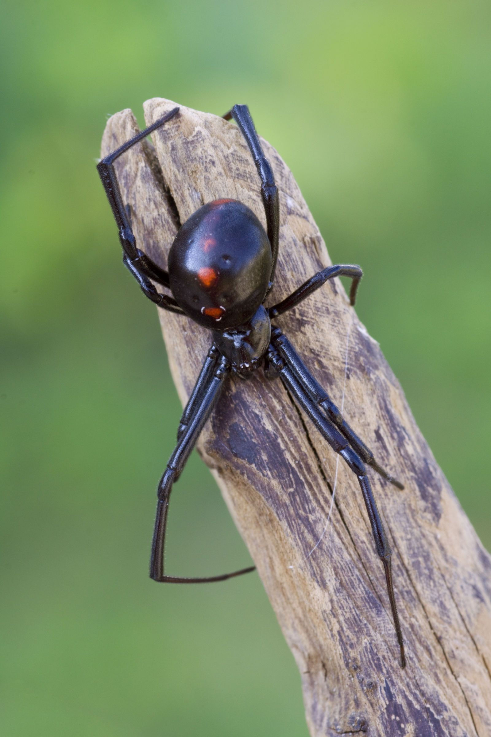 Wallpaper #82dGAZMBSpphPi3-KqlJ350 Black Widow Spider Bite Gives 5 Year Olds Parents a Terrifying Lesson