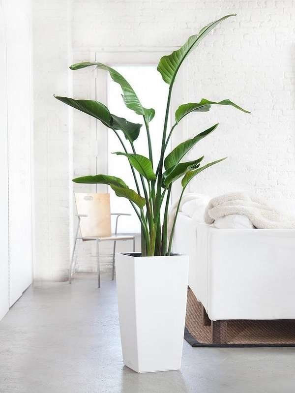 Wallpaper #b5610 30 Pretty House Plants Ideas for Living Room Decoration Living Room