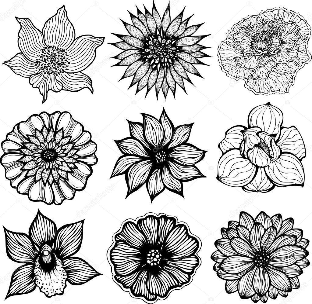 Wallpaper #NhmcBY8BtGB6xQ78wVJN15 Black and White Pictures of Flowers to Draw Jamie Paul Smith