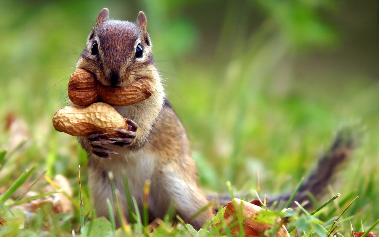 Wallpaper #VGfV_5IBSpphPi3-BKSc187 National Geographic Animal Google Cute Squirrel Animals