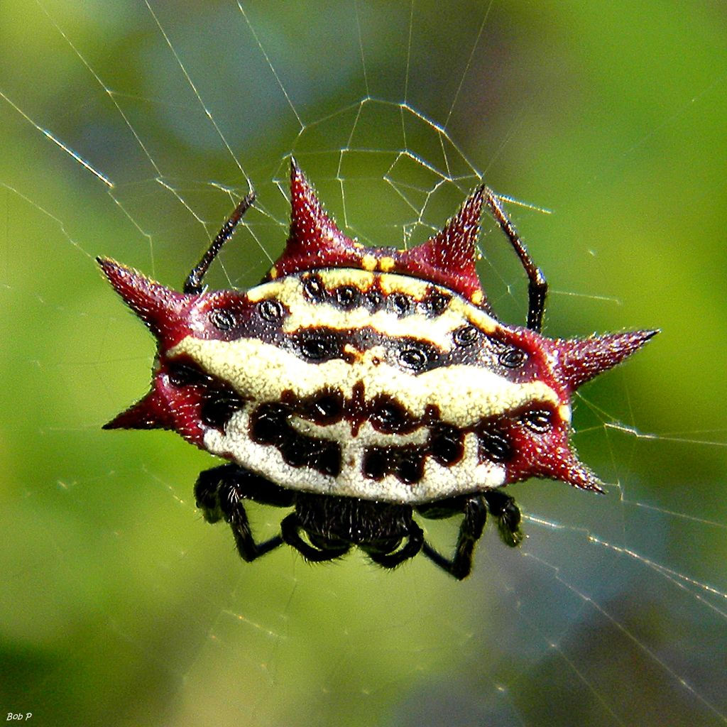 Wallpaper #82dGAZMBSpphPi3-KqlJ245 Gasteracantha Cancriformis Spiny Orbweaver