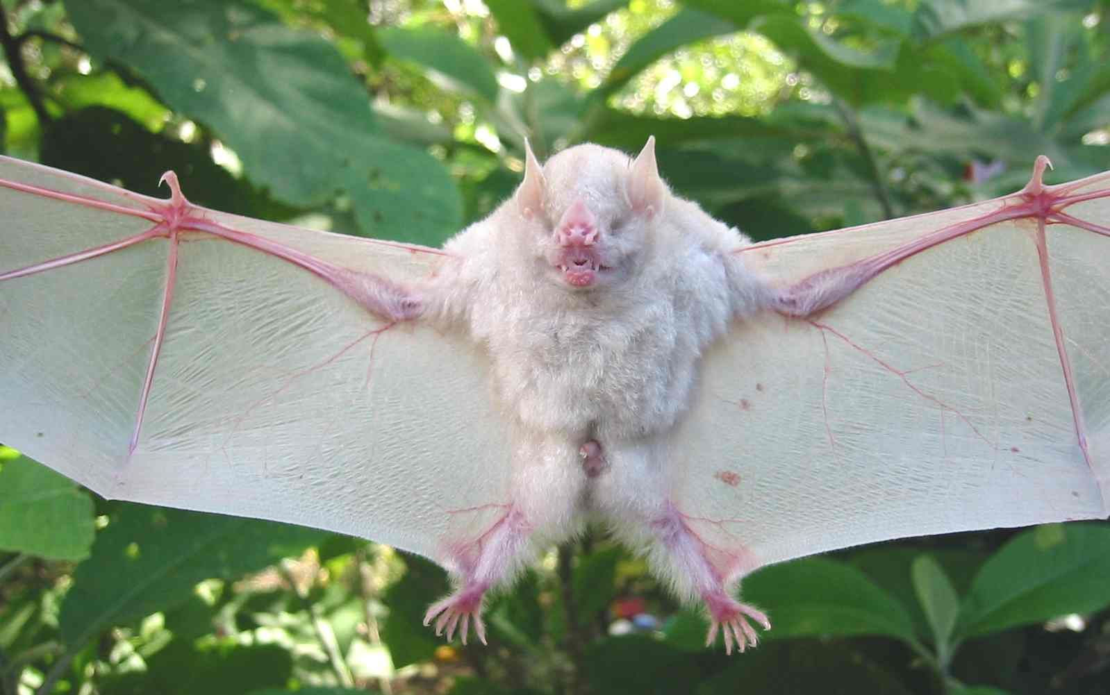 Wallpaper #dfTIOpMBKFX8bn3roXlL137 Pin by Moonyeen Mccormick on Animales Blancos Cute Bat Albino Fox Bat