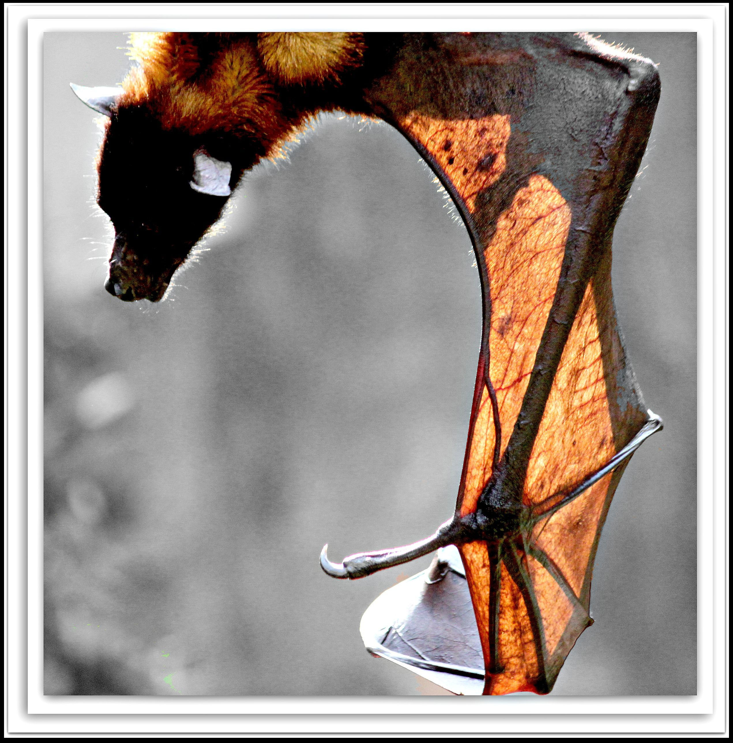 Wallpaper #dfTIOpMBKFX8bn3roXlL184 Bat Photo by B Albrecht Bat Photos Chiroptera Fruit Bat Burden