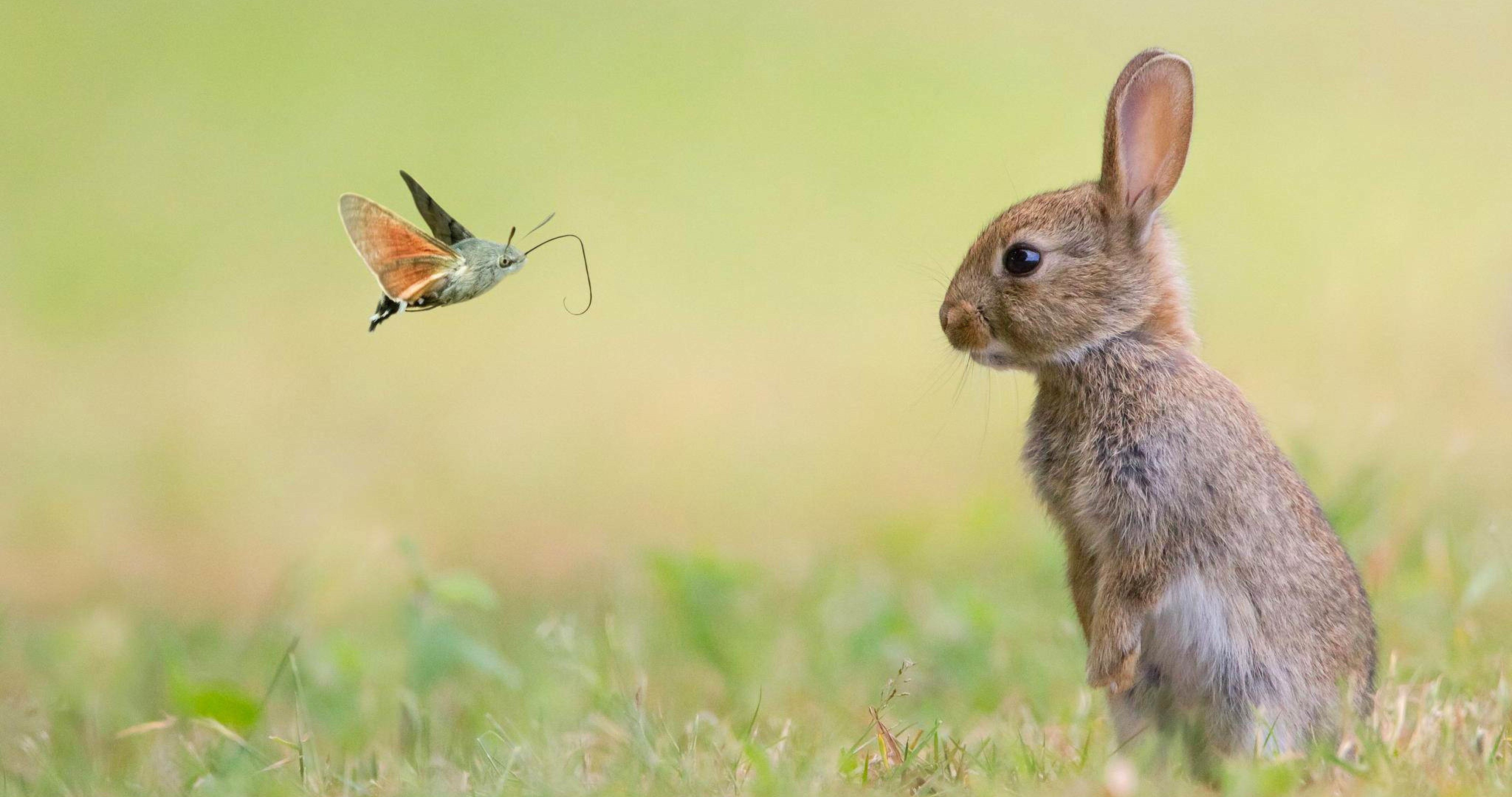 Wallpaper #Z3cTKZMB-pgBXx60mKxk248 Butterfly and Rabbit 4K Ultra HD Wallpaper Cute Animals Cute Animal