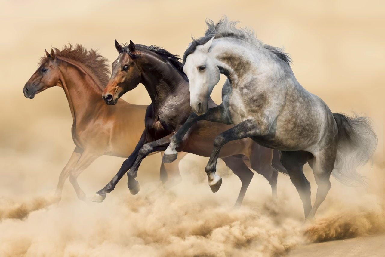 Wallpaper #fEW2j44B7YBJg1BV7p3055 Facts About the Free Spirited and Intelligent Mustang Horse Horses