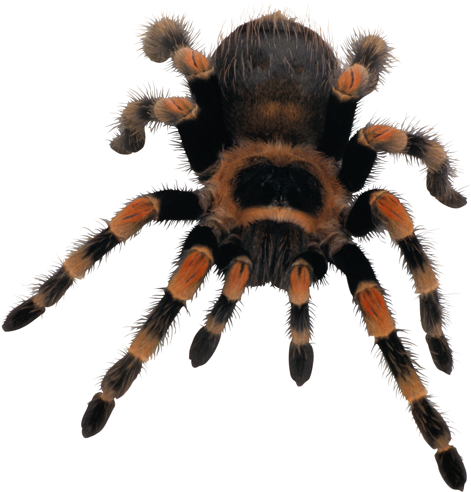 Wallpaper #n2GfLpMB3VrvfBrRMSSm195 Spider Png Image Insects Pest Control Animals