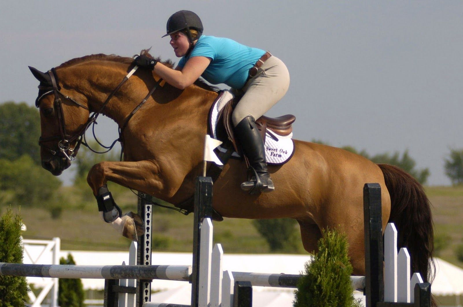 Wallpaper #Gx2aLJMBlOZrFDOk68sw191 HD Animals Wallpapers Brown Horse Jumping Wallpapers Horse Jumping