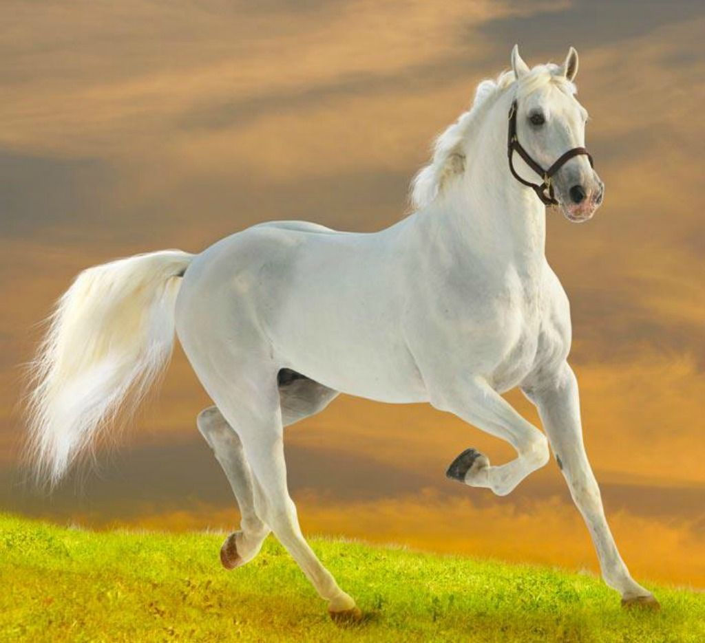 Wallpaper #8h2ULJMBlOZrFDOkIMqE92 Horses Animals White Horse Run Domestic Animal HD Wallpaper Horses