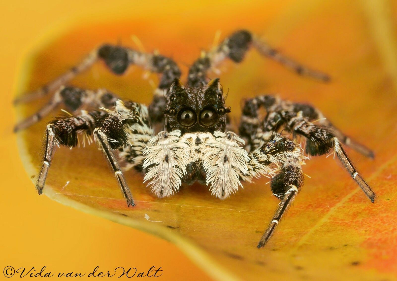 Wallpaper #wWeM-5IBSpphPi3-WJSY14 Portia Schultzi African Jumping Spider Jumping Spider Arachnids