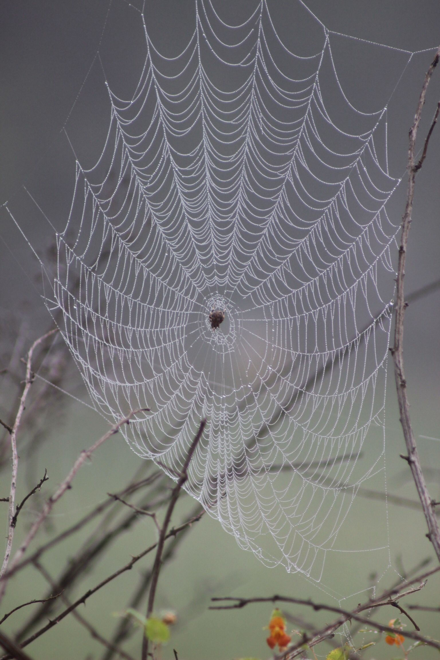 Wallpaper #mWf1-JIBSpphPi3-LItN116 Spider Web Marthashalloweenhunt 1025 Spider Art Spider Web Spider