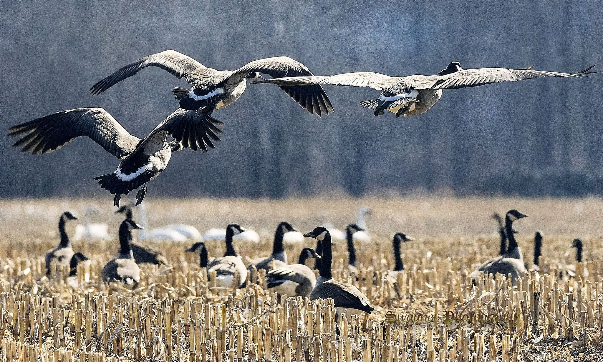 Wallpaper #4334F Canada Goose Migration a Complete Guide Birdfact