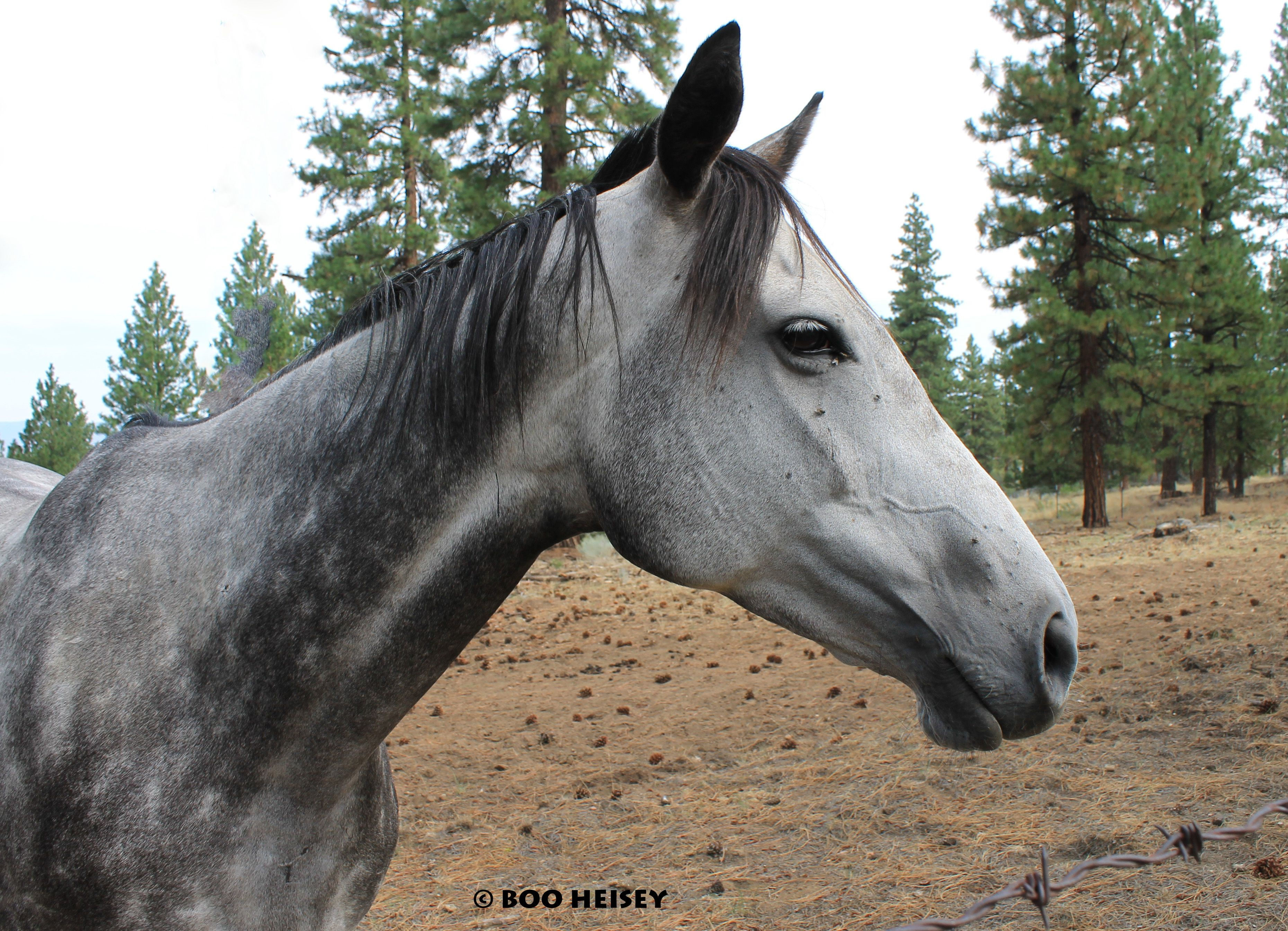 Wallpaper #-XMxhI4BFI5NbQks2hxF32 Gray Appaloosa Horse Horses Animal Photo Appaloosa Horses