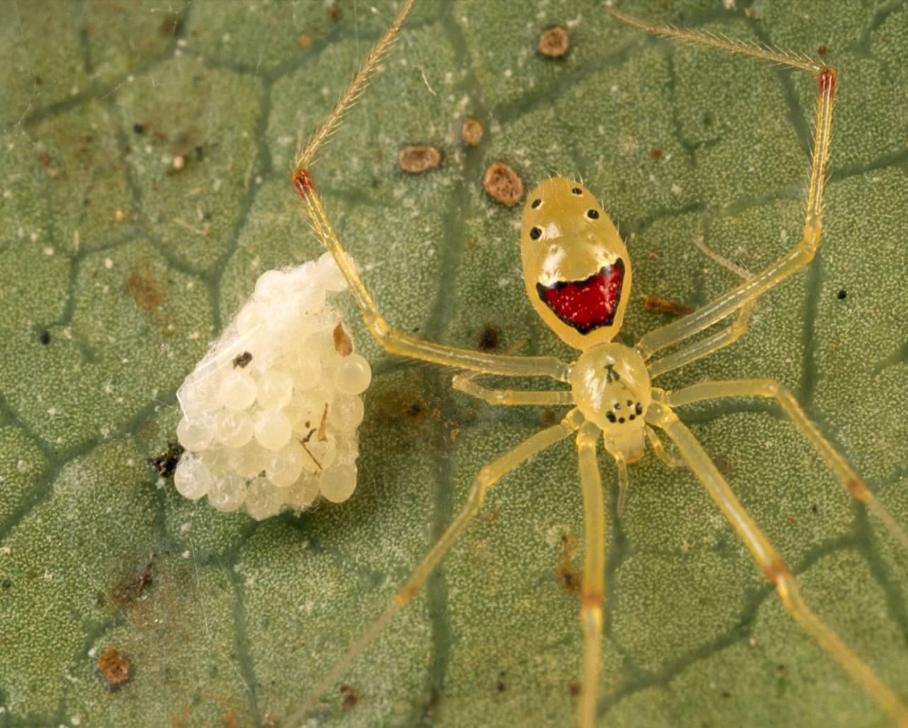 Wallpaper #q2cuCZMBSpphPi3-j85422 The Happy Spider Found Only on the Islands of Oahu Molokai Maui and
