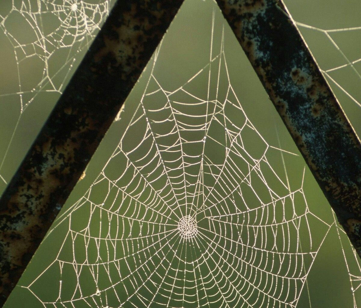 Wallpaper #mWf1-JIBSpphPi3-LItN154 Webs Spider Art Spider Webs Spider Silk Charlottes Web Silk Art