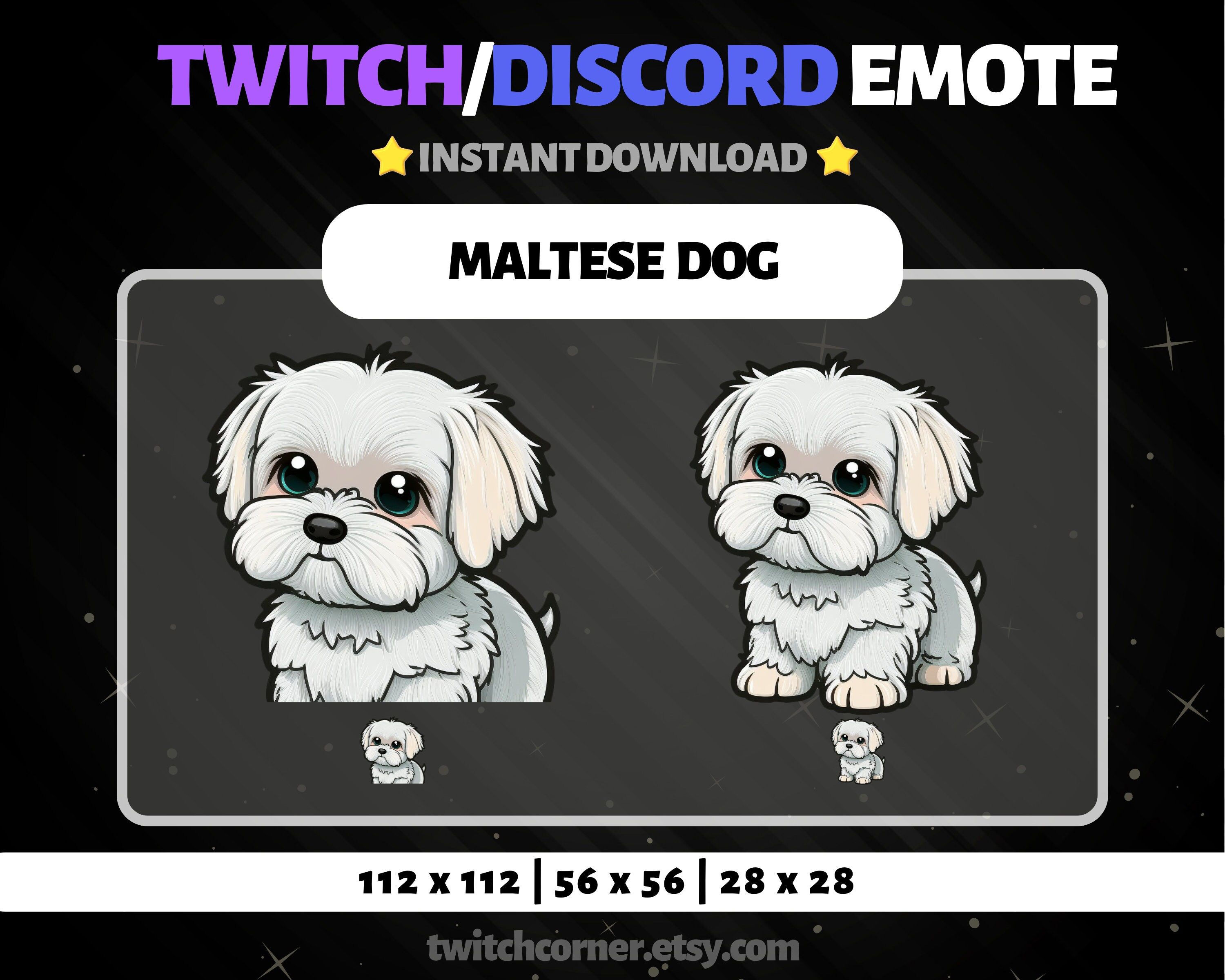 Wallpaper #9fCngJcBi4JM6agG7CG_103 Discord Emotes Maltese Dogs Twitch Digital Drawing Cute Animals
