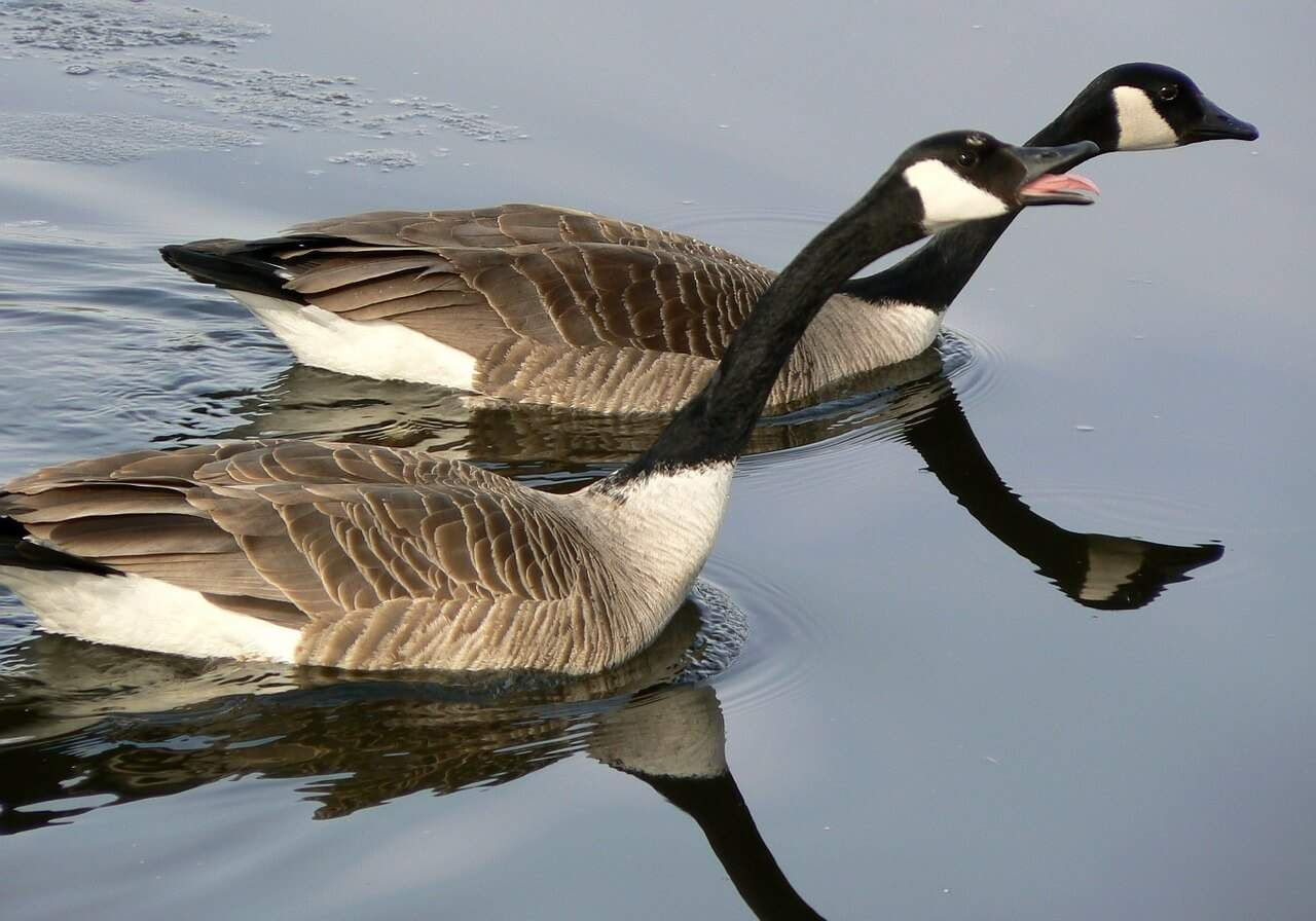 Wallpaper #4334F Canada Goose Migration a Complete Guide Birdfact