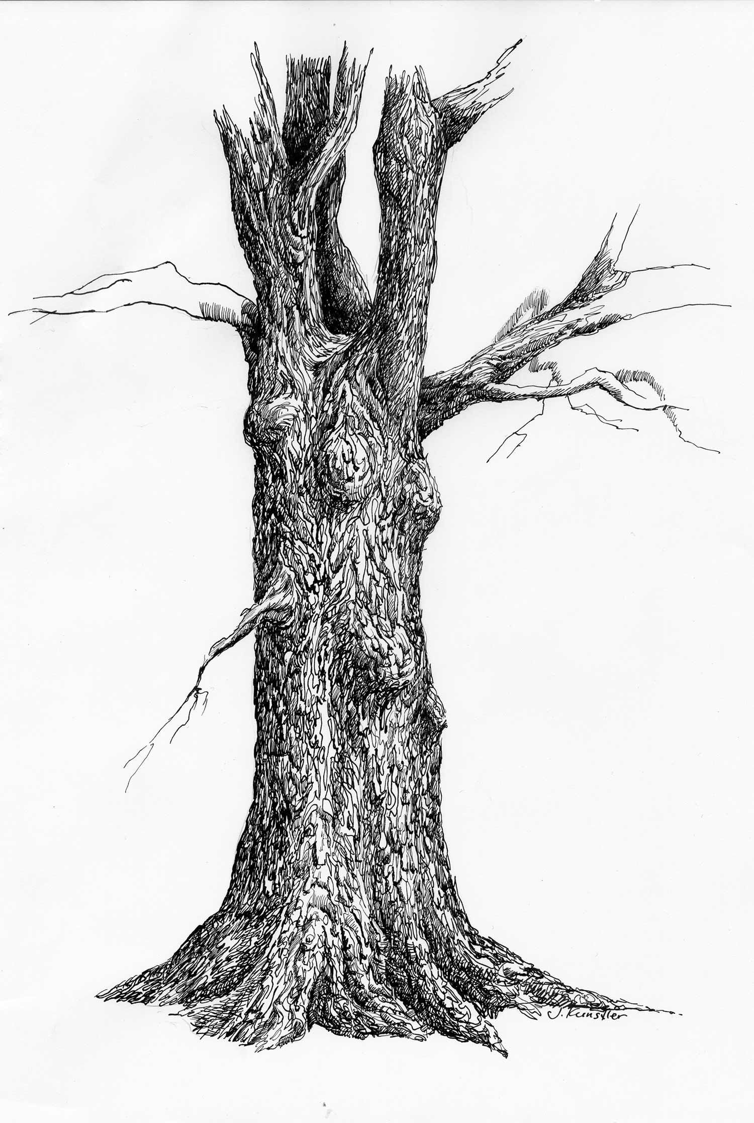 Wallpaper #BWgvFZMBSpphPi3-Zwec95 Tree Pen and Ink Drawing Steps Tree Pencil Sketch Tree Drawings