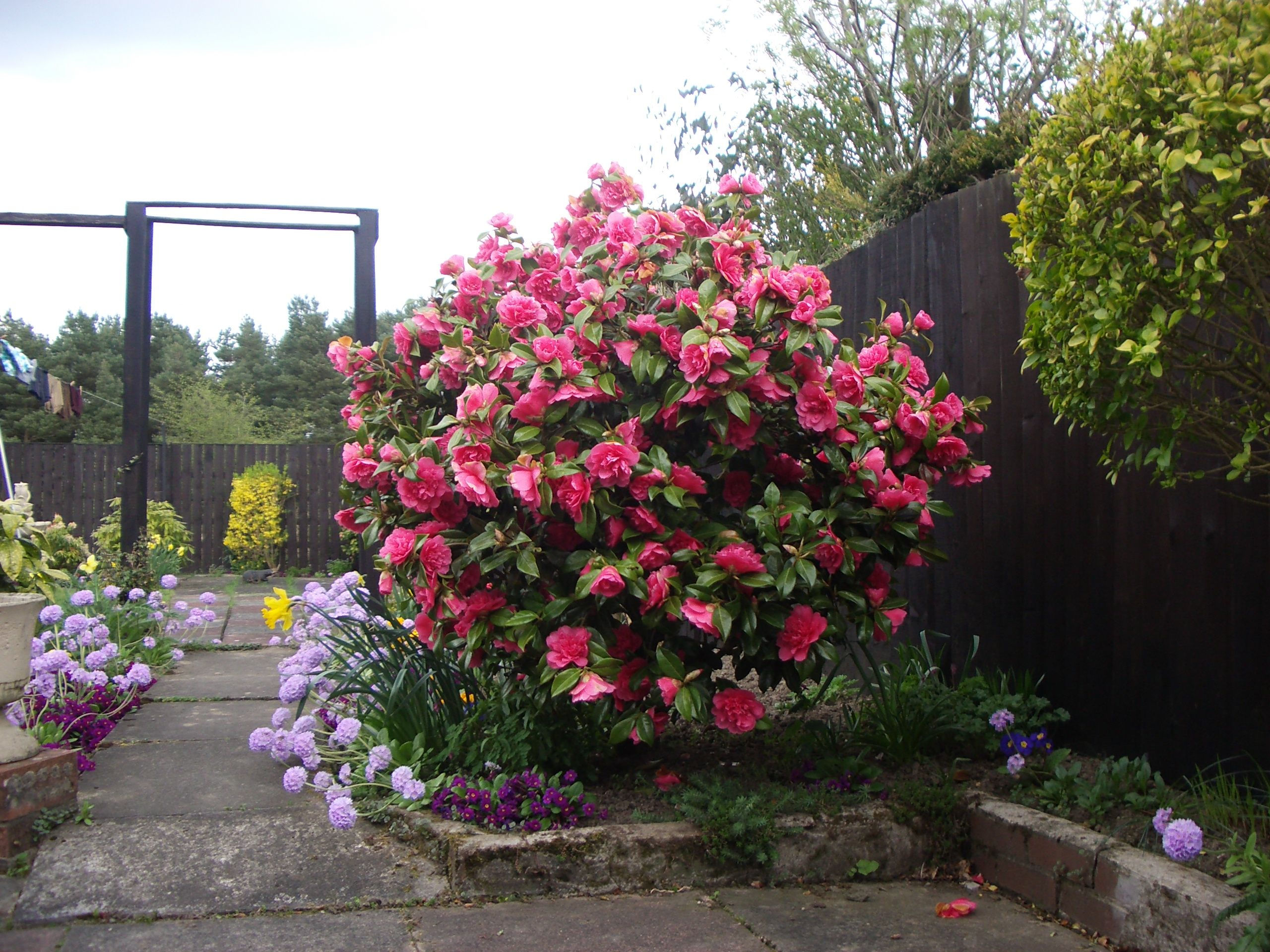 Wallpaper #A26DC Low Flowering Shrubs for Shade Fanny Healthy Life